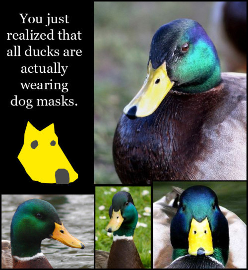 Meme