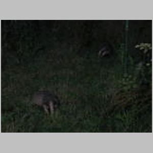 Badgers
