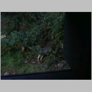 Badgers