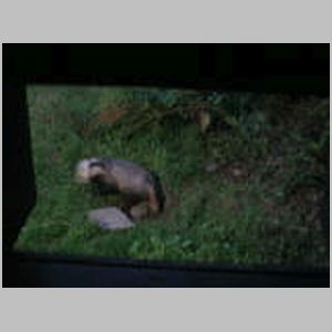 Badgers