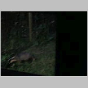 Badgers