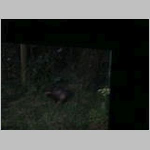 Badgers