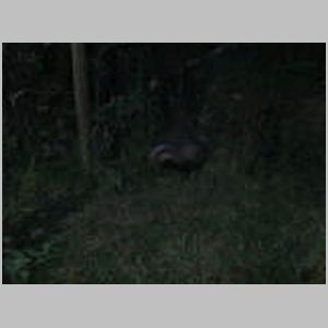 Badgers