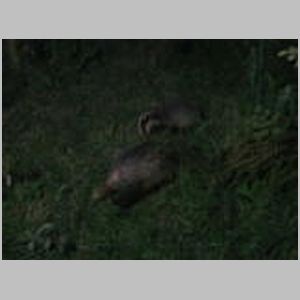 Badgers