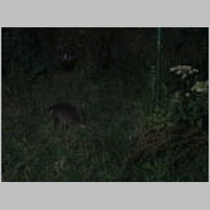 Badgers