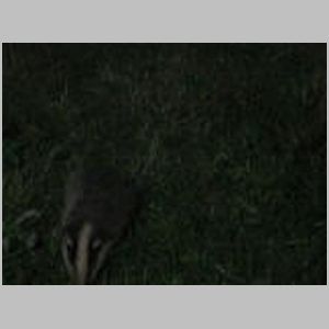 Badgers