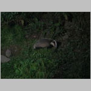 Badgers