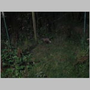 Badgers