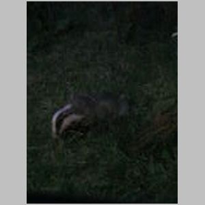 Badgers