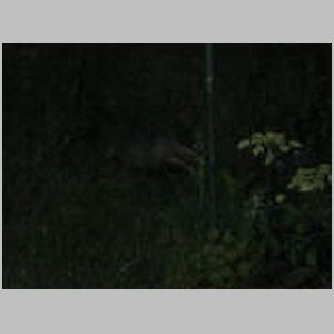 Badgers