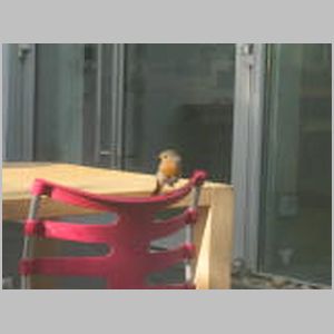 The Eden Project's Robin