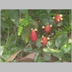 The Eden Project
