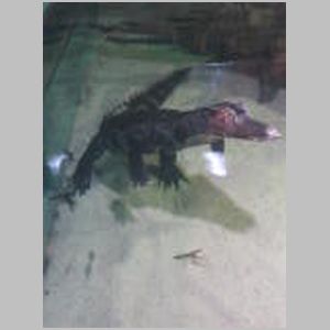Caiman: Not a Croc or Alligator