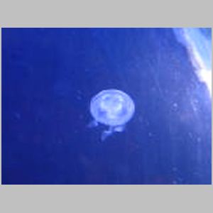 Jelly
