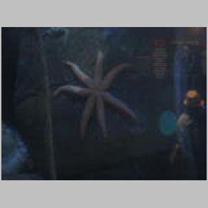 Giant Starfish