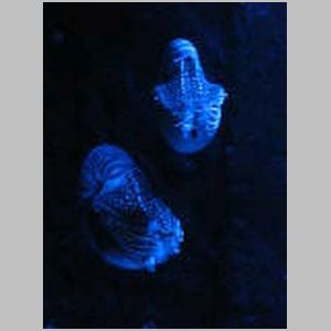 Nautilus are so cool!