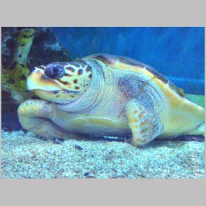 Turtle