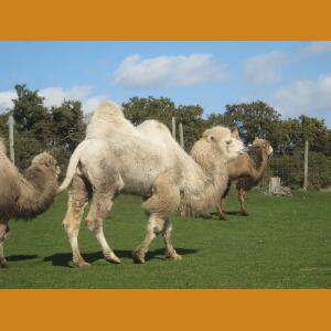 Camel (3).JPG