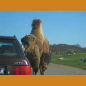 Camel (5).JPG