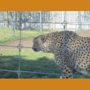 Cheetah (3).JPG