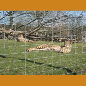 Cheetah.JPG