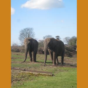 Elephants (1).JPG