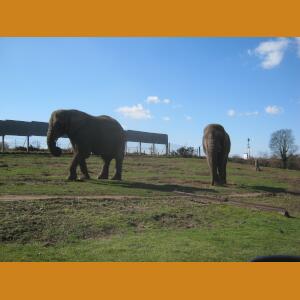 Elephants (2).JPG