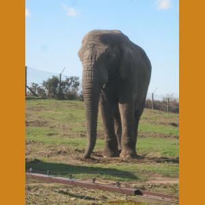 Elephants (4).JPG