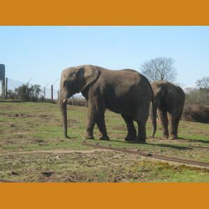 Elephants.JPG