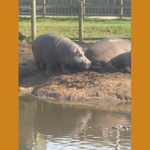 Hippos (10).JPG