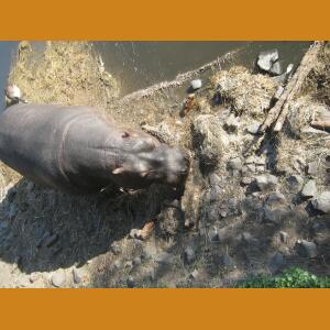 Hippos (2).JPG