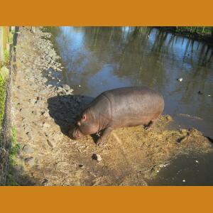 Hippos (4).JPG
