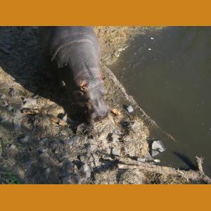 Hippos (6).JPG