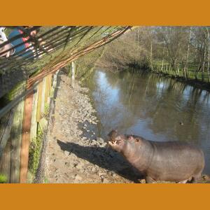 Hippos (7).JPG