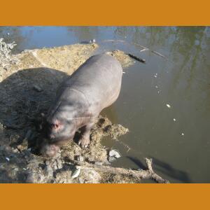 Hippos (8).JPG