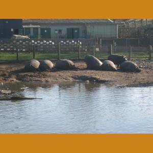 Hippos (9).JPG