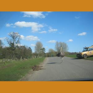 Ostrich.JPG