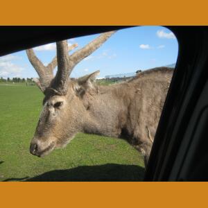 RandomUngulate (2).JPG