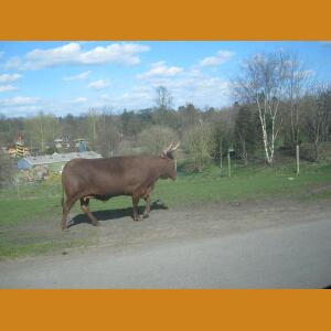 RandomUngulate (3).JPG