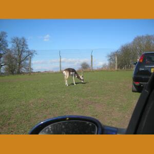 RandomUngulate.JPG