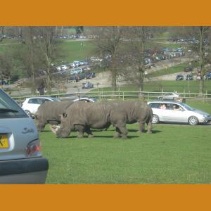 Rhinos.JPG