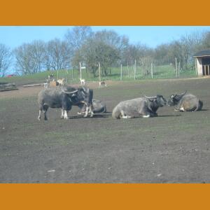 Waterbuffalo.JPG