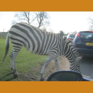 Zebra (2).JPG