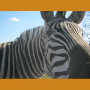 Zebra (3).JPG