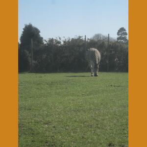 Zebra.JPG
