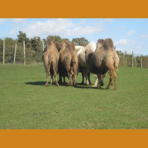 Camel.JPG