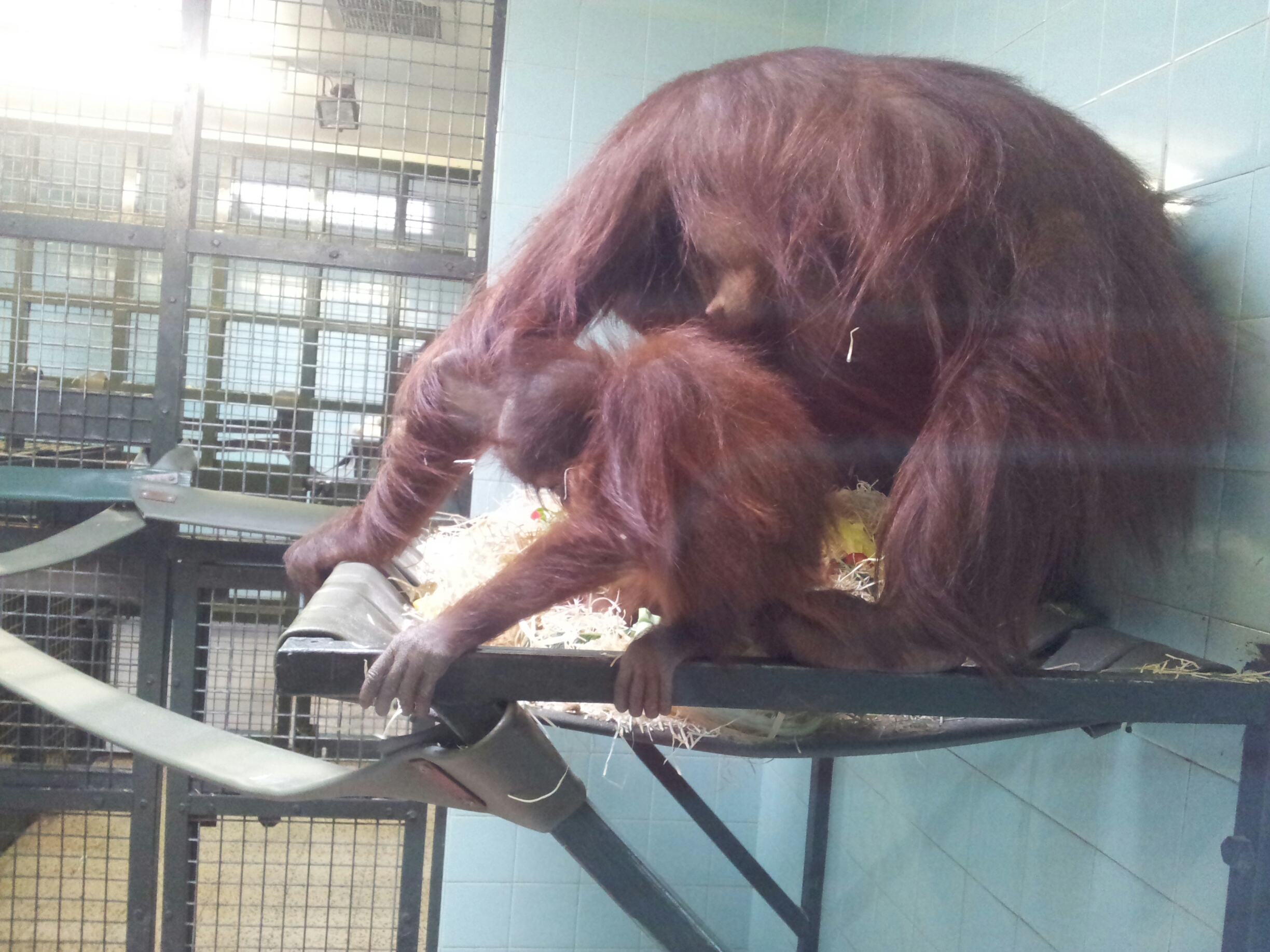 Orangutan