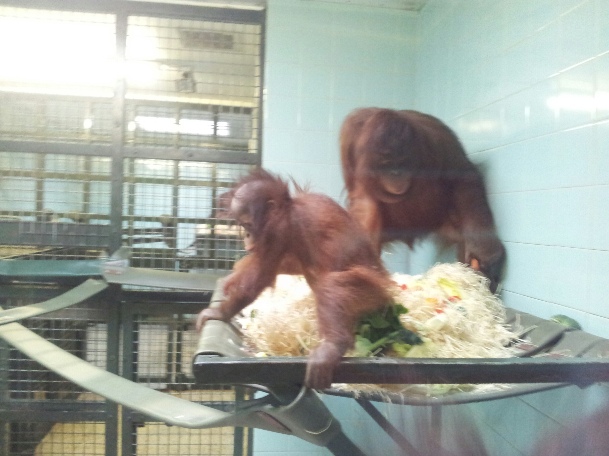Orangutan