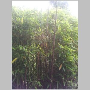 Bamboo