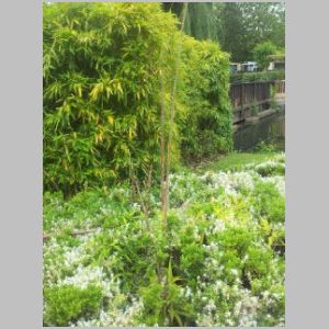 Bamboo